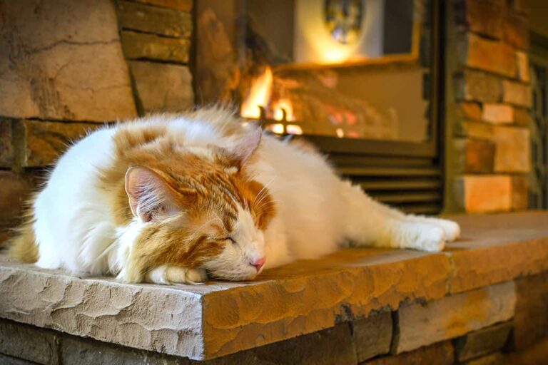 A long hair, orange and white Maine Coon cat sleeps on a hearth